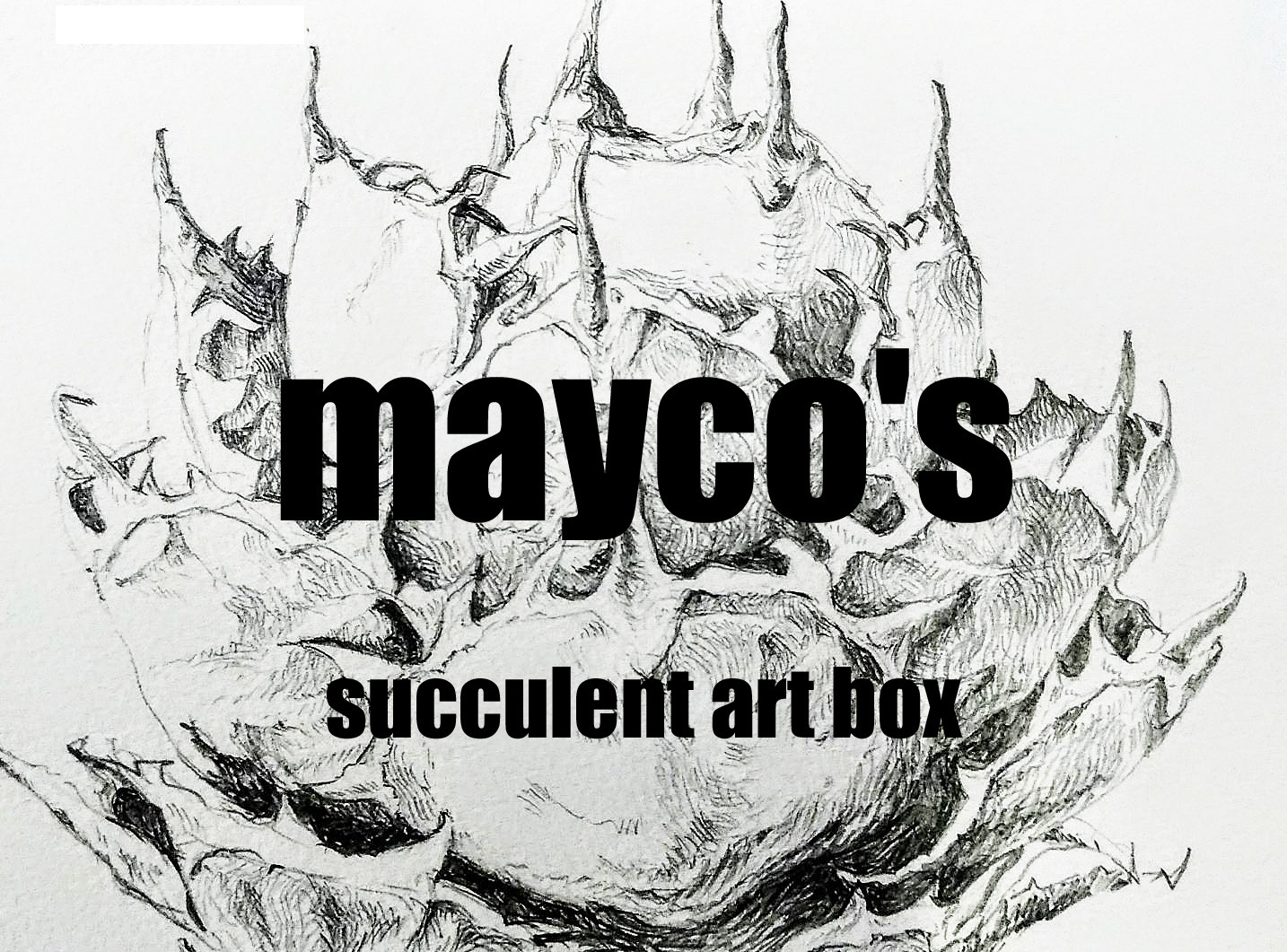 【mayco's succulent art box ☆】