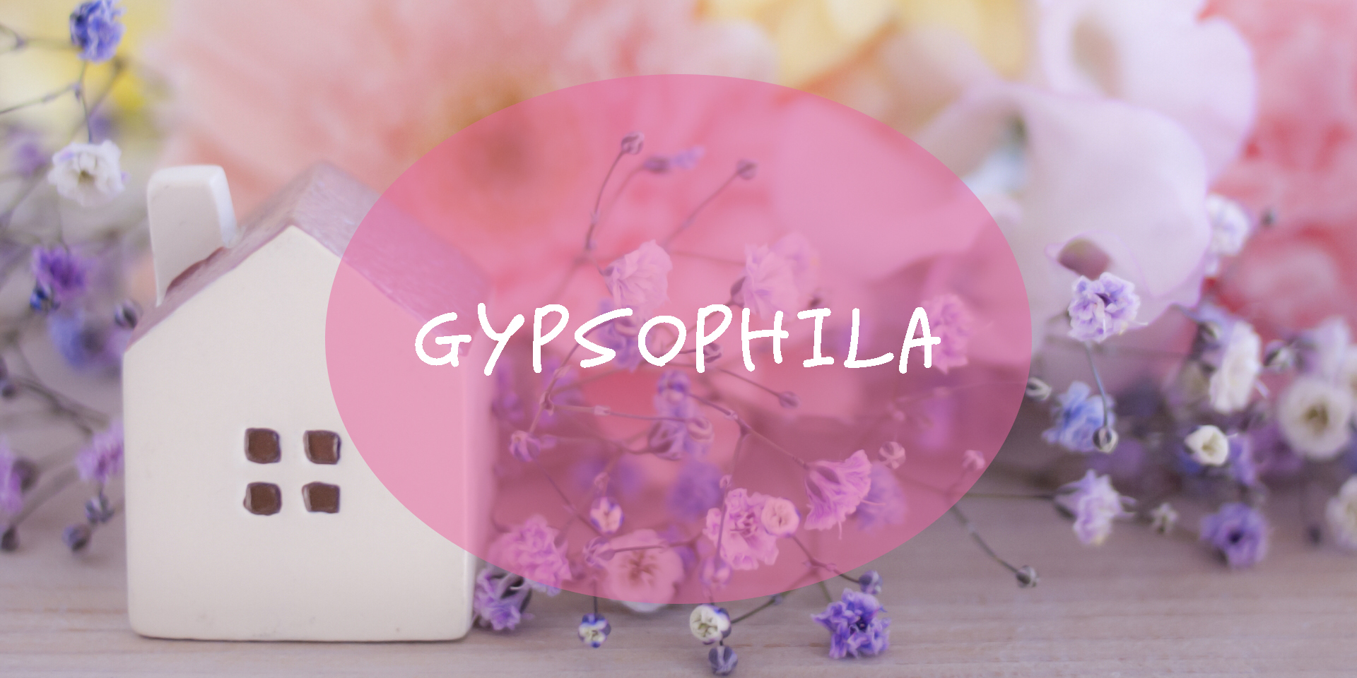 Gypsophila