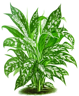 Png画像 観葉植物アンティークイラスト アンティーク レトロ イラスト画像素材 Booth