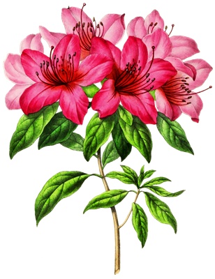 Png画像 ツツジの花 アンティークイラスト アンティーク レトロ イラスト画像素材 Booth
