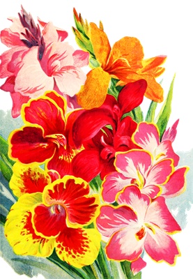Png画像 カンナの花 アンティークイラスト アンティーク レトロ画像素材 Booth