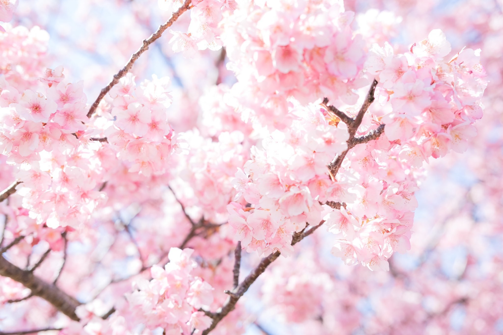 もちもち桜餅工房