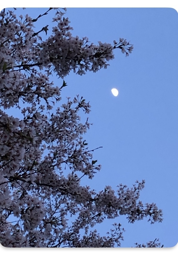 望月