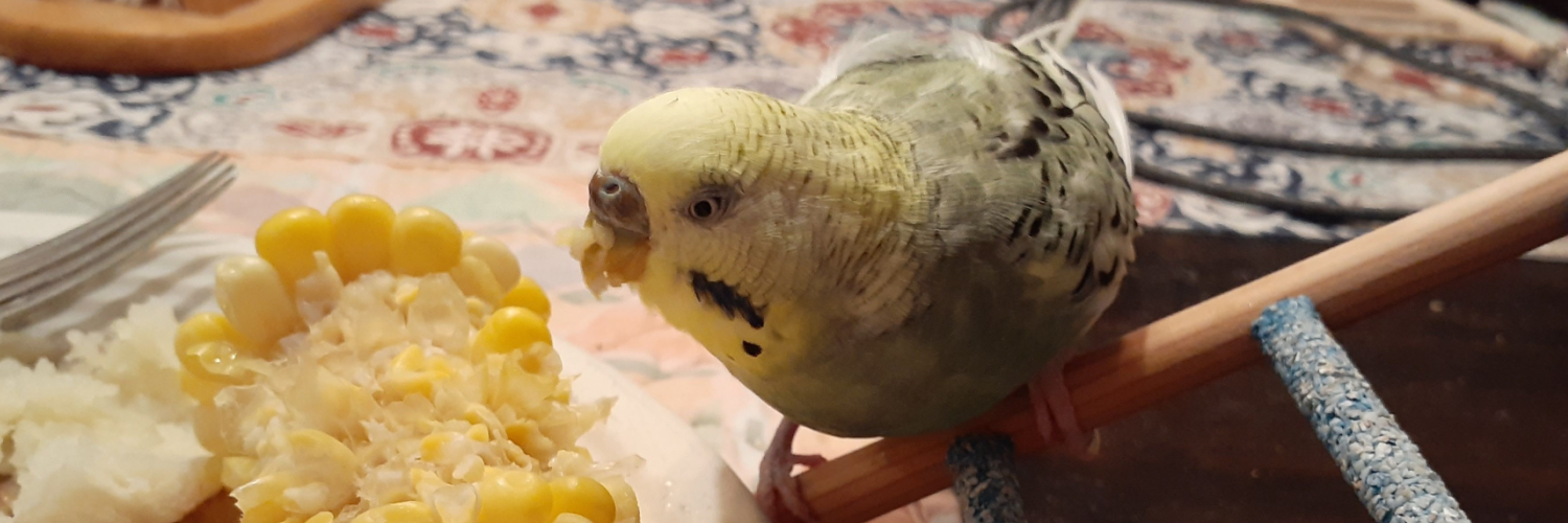 DuckClump's Store