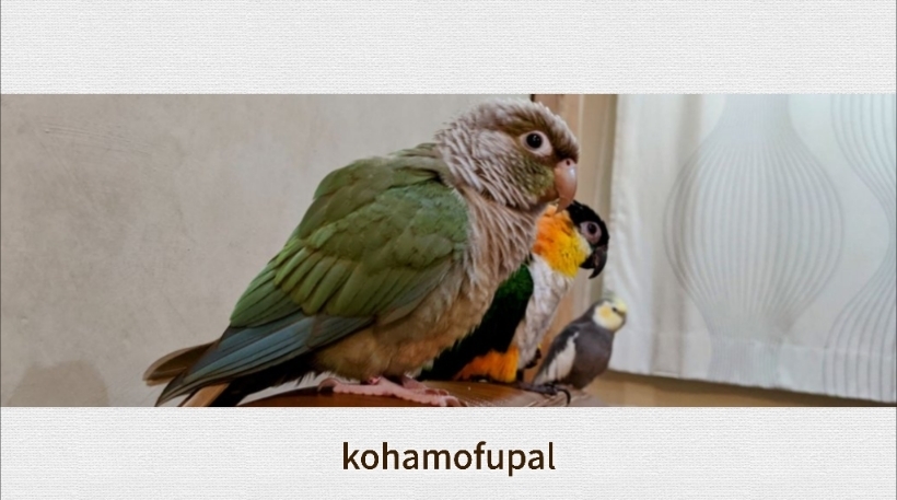 『鳥まみれShop』kohamofupal