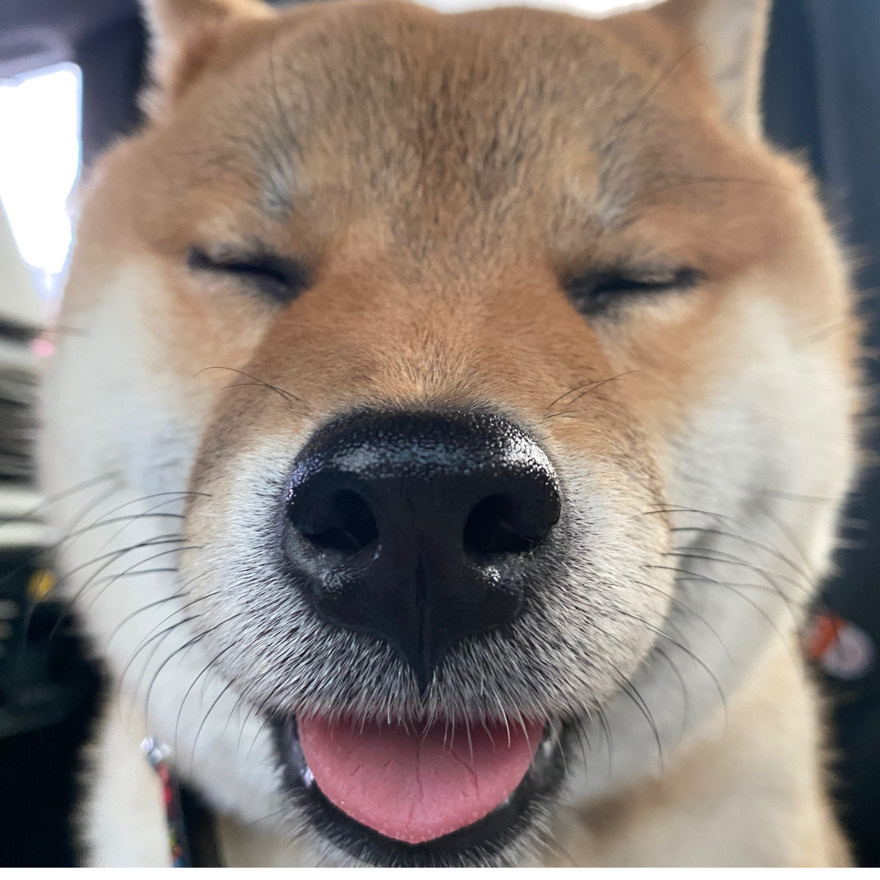 pawprintdays