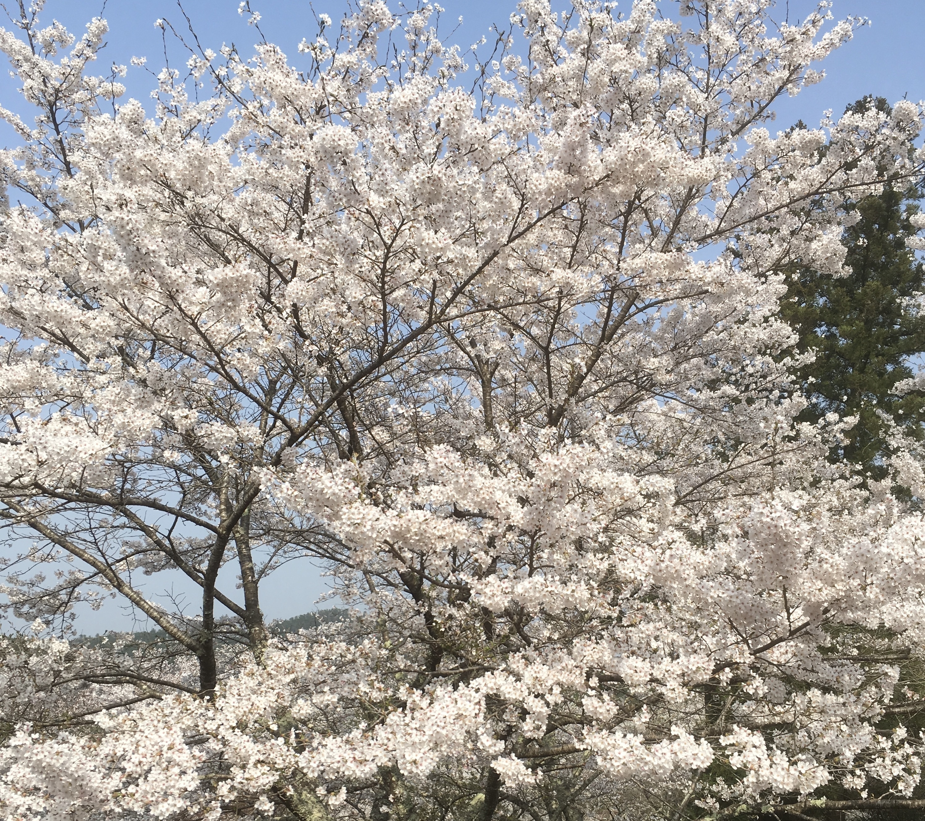 朔羅