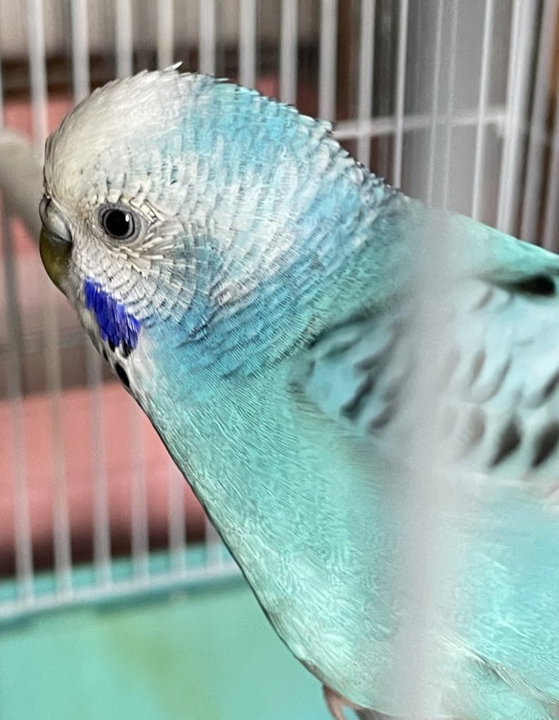 Budgies Home