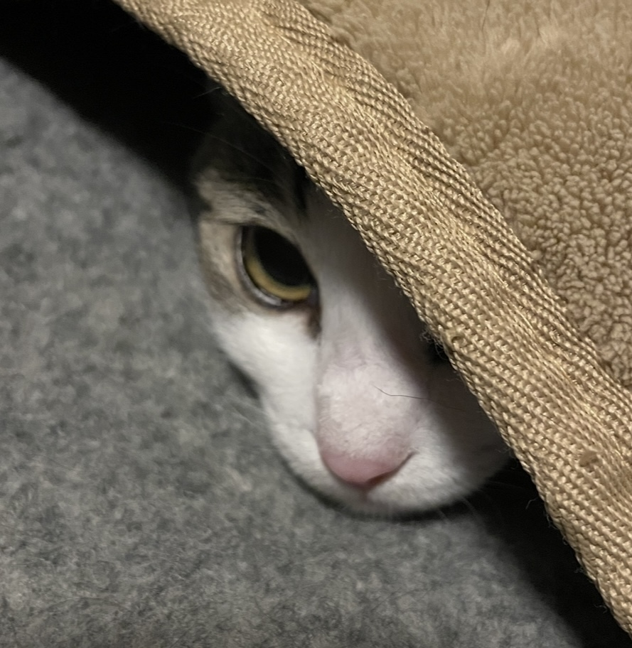 ニャンコの隠れ家