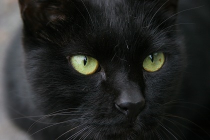 黒猫保養院
