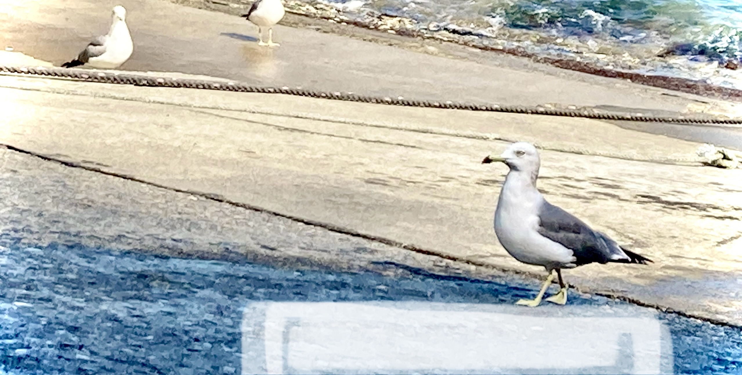 臨時プレハブ直販所