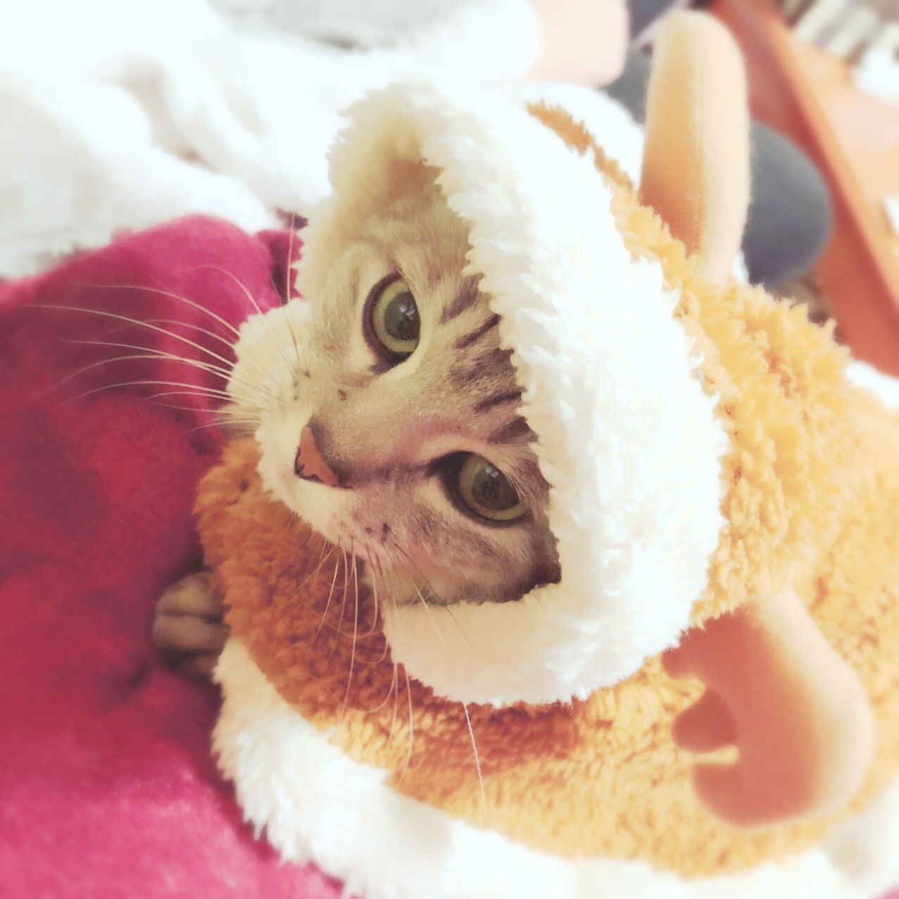 ねこねこ痛ロゼット