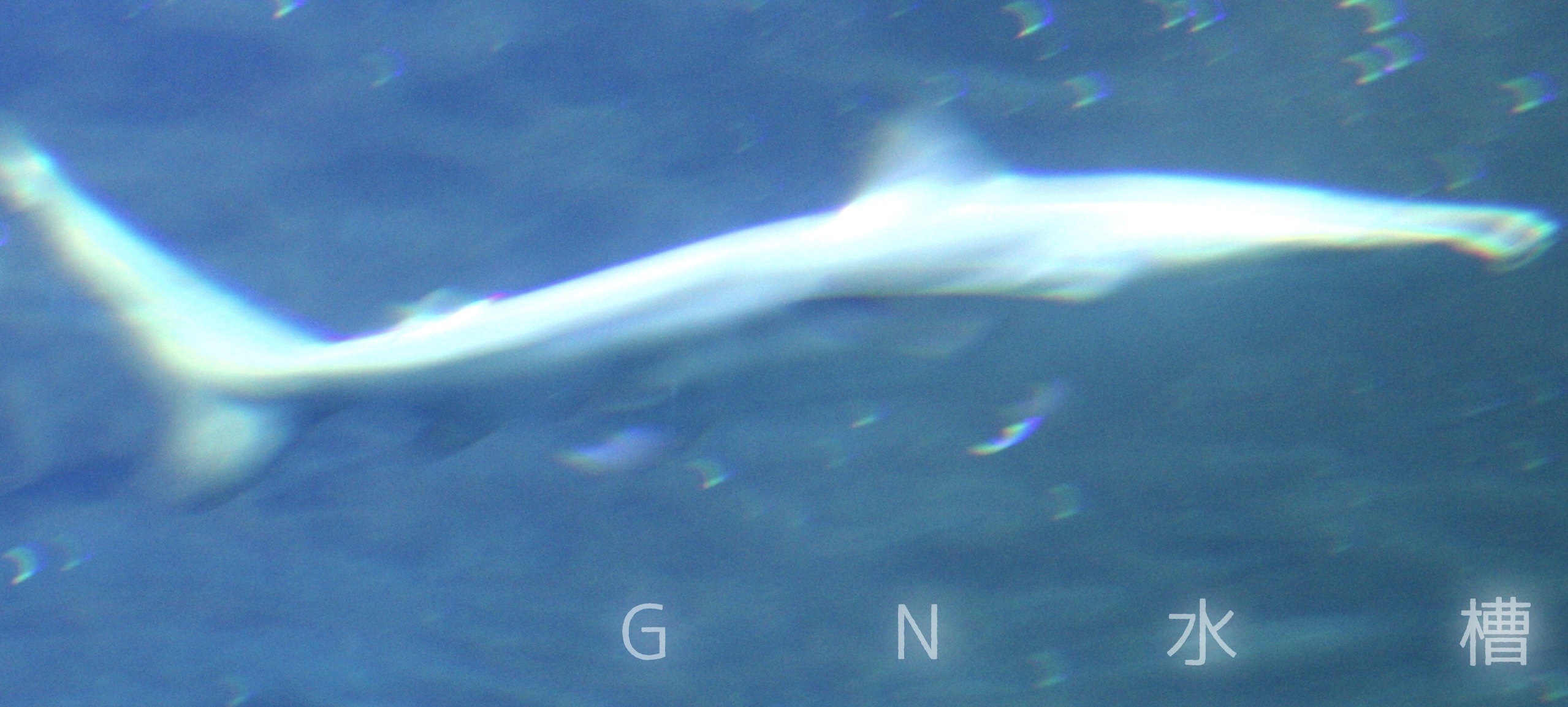GN水槽