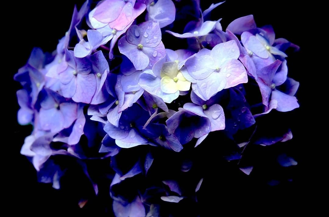 月時雨