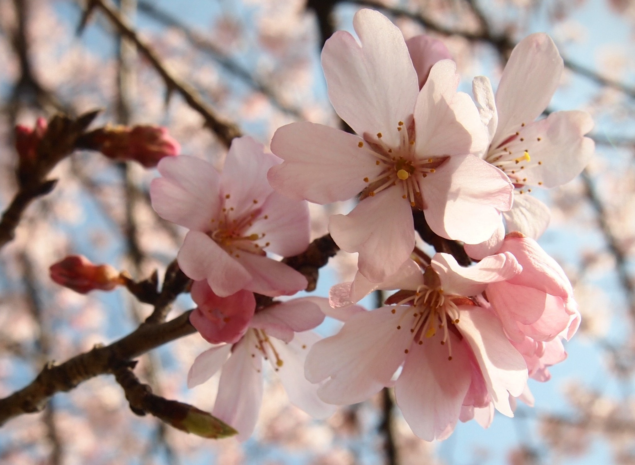 鳳桜