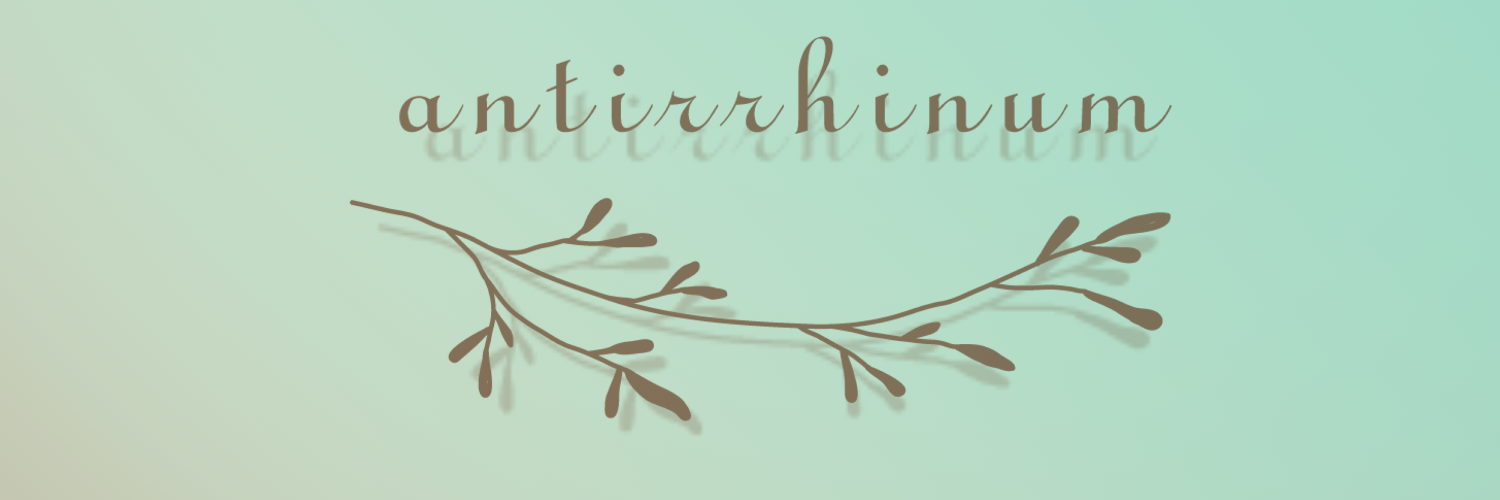 antirrhinum