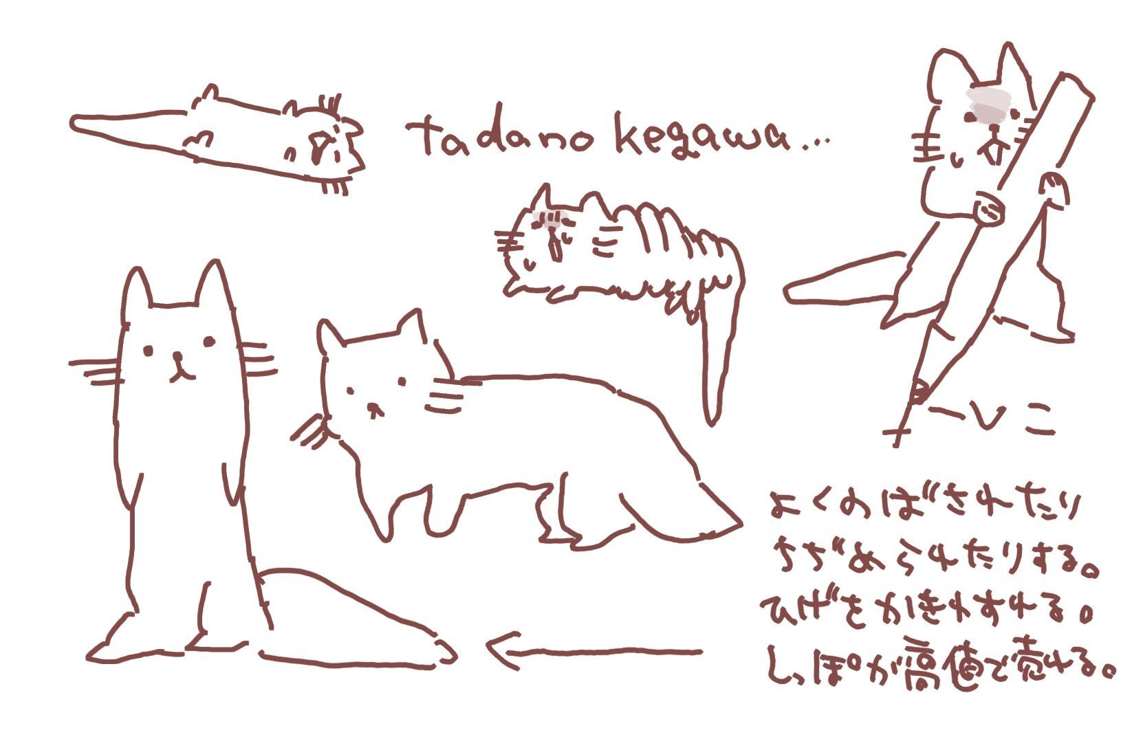 ただの毛皮