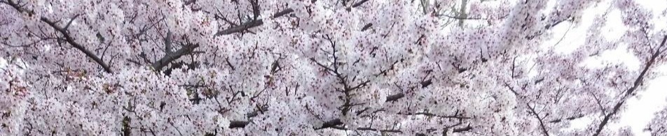 白桜の花見処