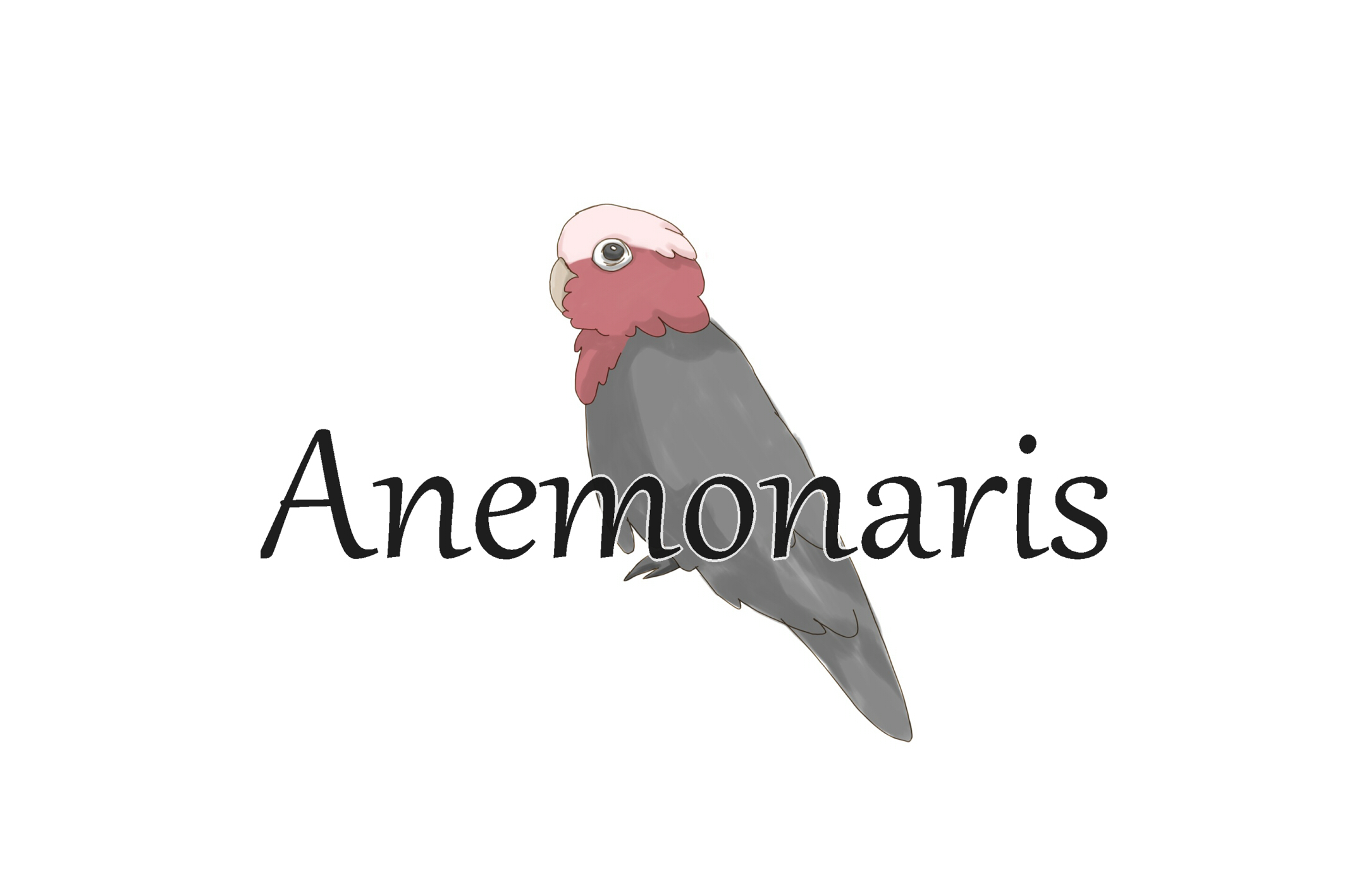 SHOP Anemonaris