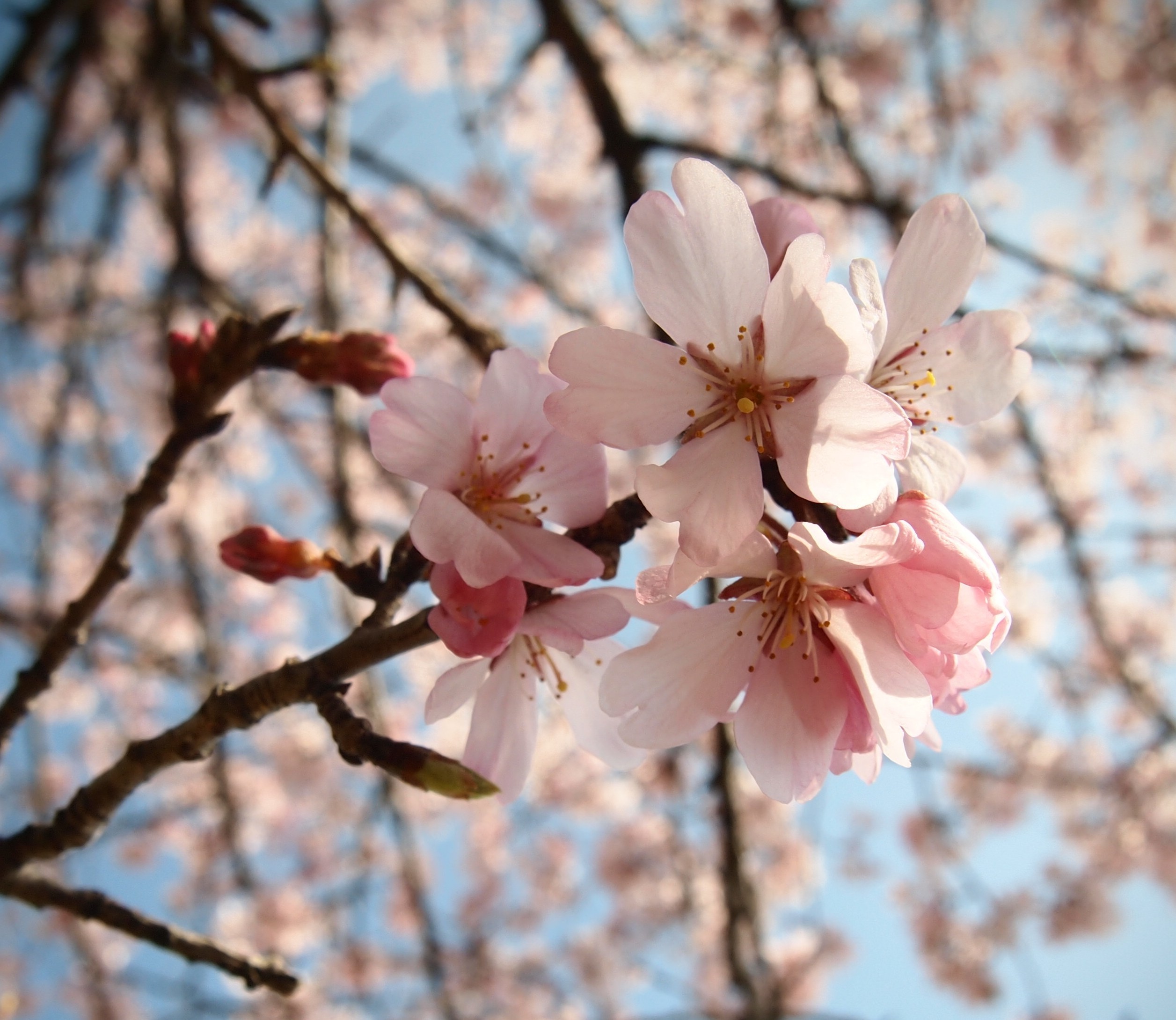 8鳳桜8