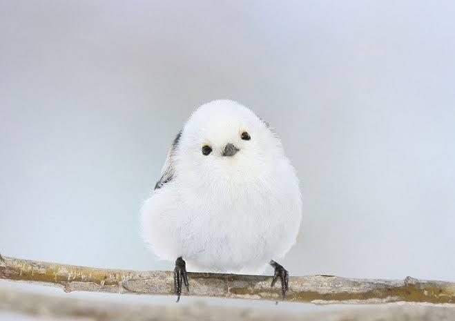 どんぐりころころ。