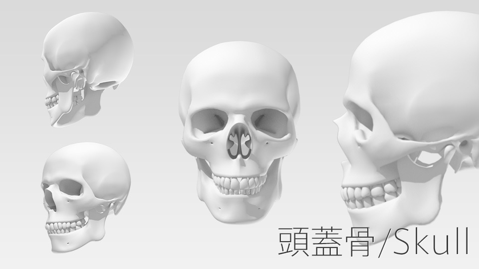 3dデータ 頭蓋骨 Skull Em Booth